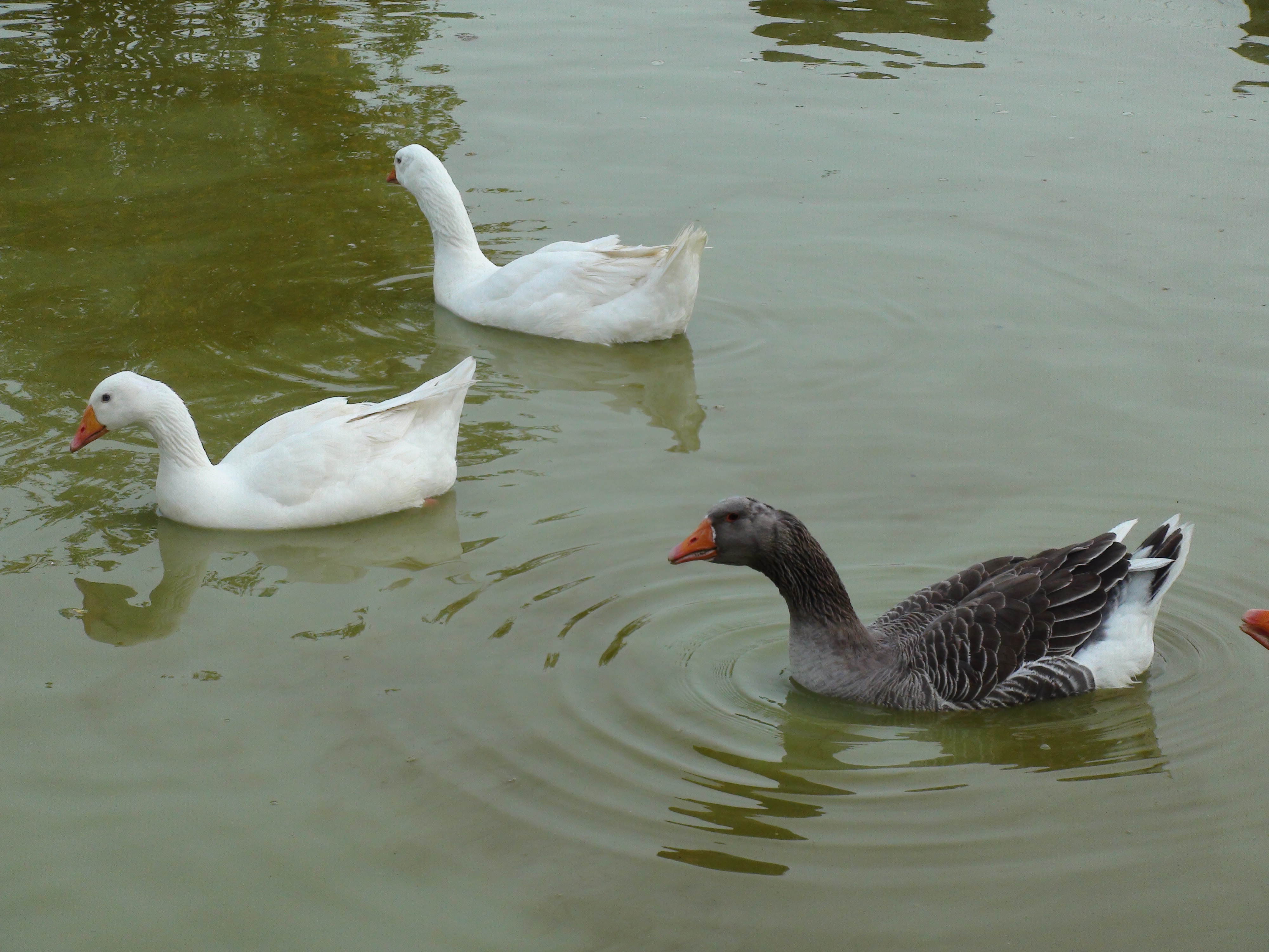 A l'invitation de RIchard Boutry, Marion Sigaut et Chloé Frammery