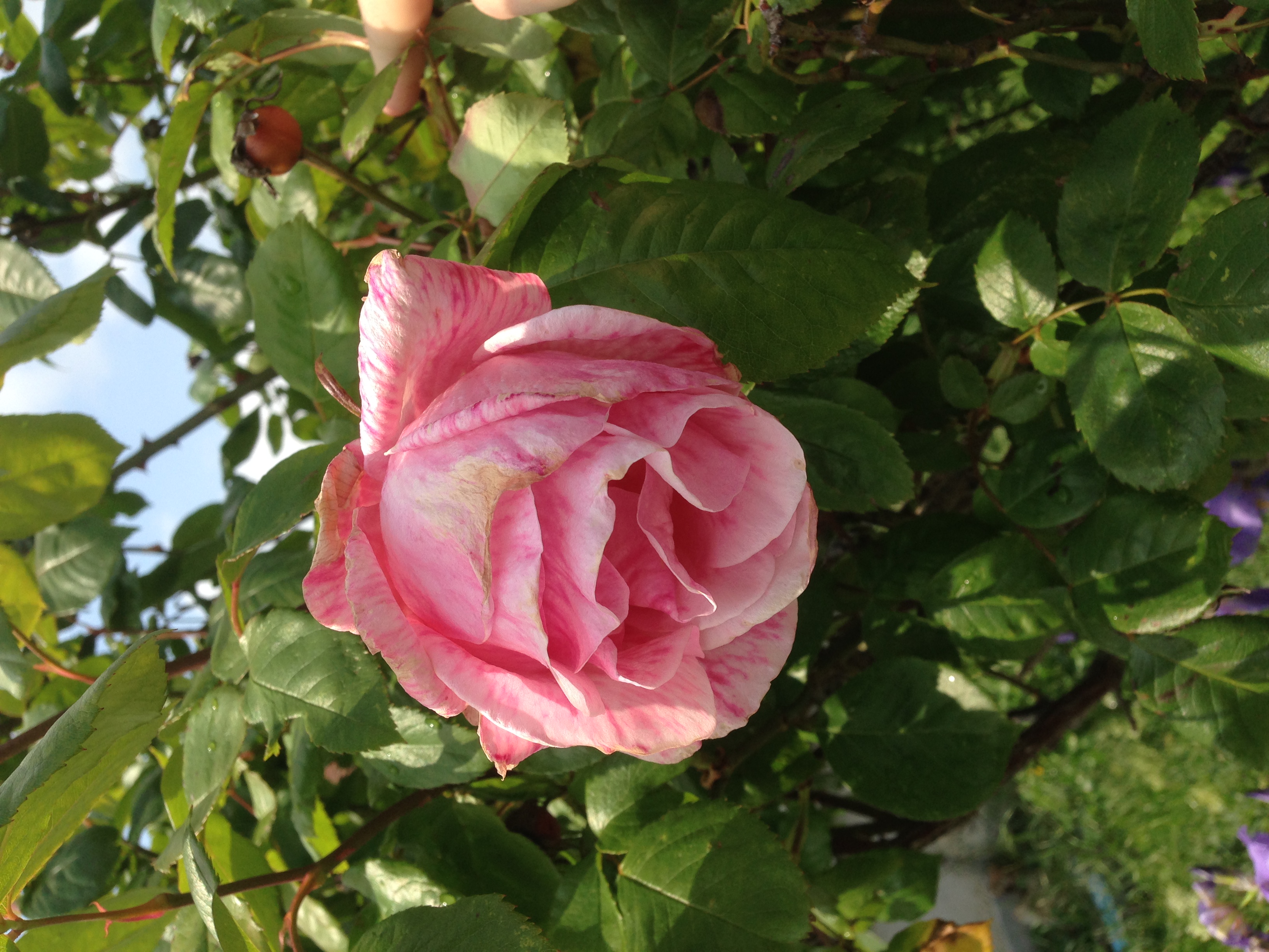 Marion Sigaut et Alain Pascal Voltaire, une imposture au Panthéon