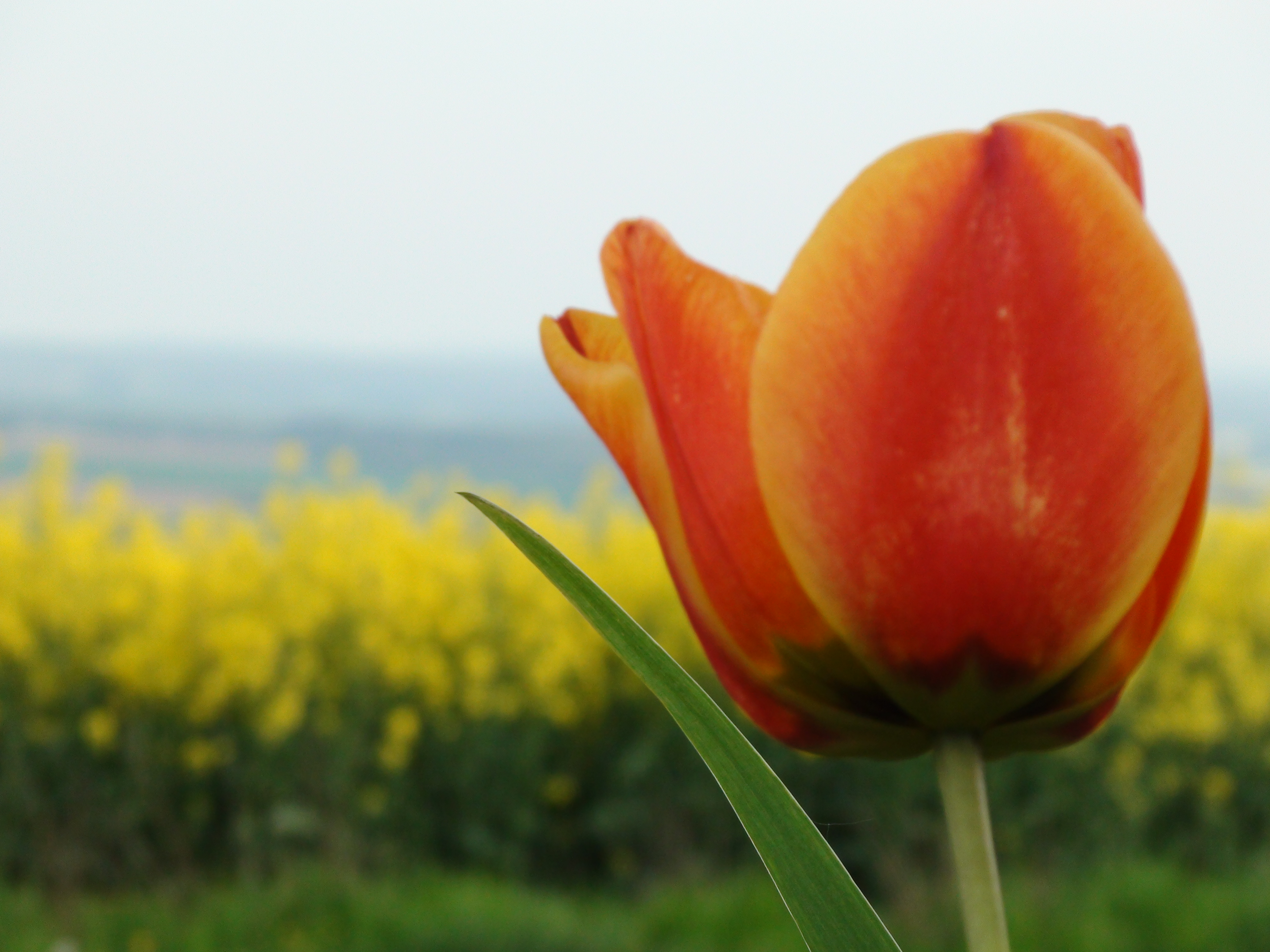 La dette, le Révolution et le roi…